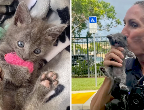 Wild Kitten ‘Ace Aventura’ Saved by Our Favorite Florida Kitty Detective