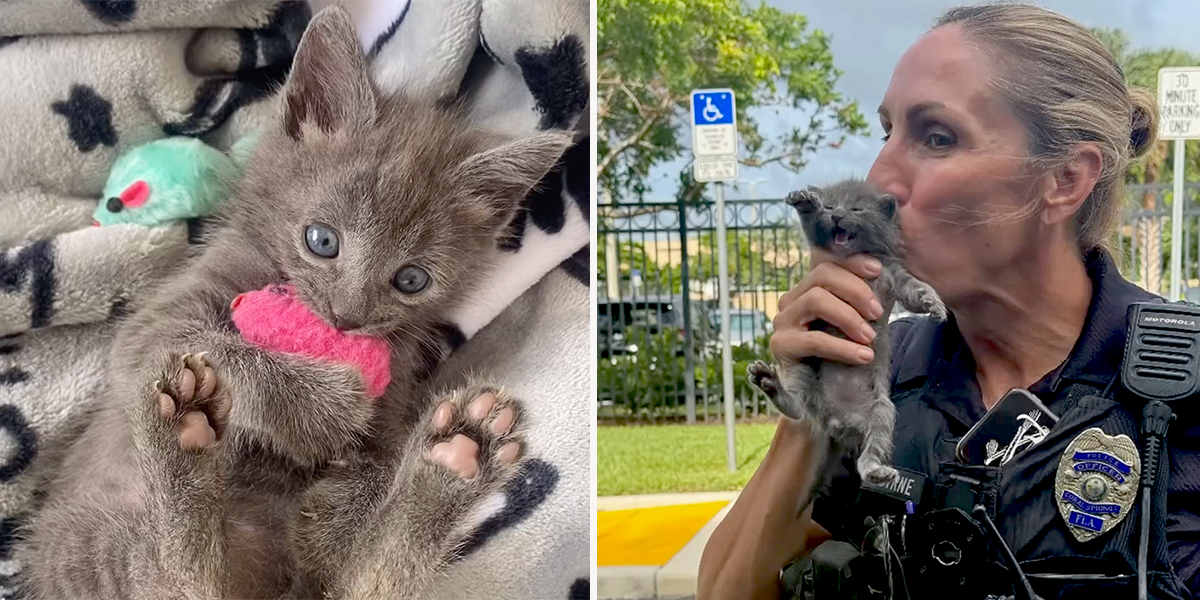 Ace Aventura, Aventura, Florida, Officer Gretchen Byrne, Coral Springs, gray fluffy kitten saved by police, Pet Detective, Cat Cop, kitten rescue, BKA Kitten Academy, foster kitten, funny kittens, wild and silly kittens