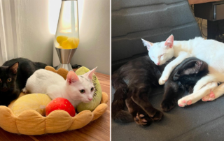 Vanessa Chatterley, black and white kittens, Simon and Wesley, Simon (white) and Wesley (black), Boston, Massachusetts, Author, Adopting pairs, bonded duo, shelter kittens, Adopt two or more