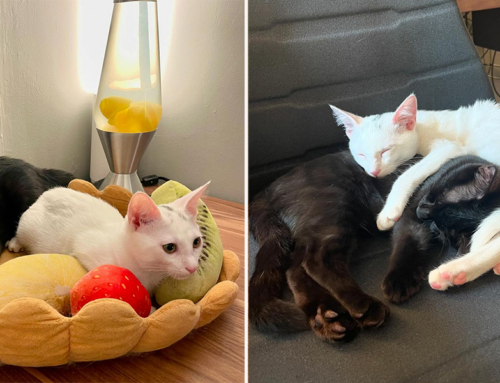 Adopting a Bonded Duo Like These Black and White Cuties Comes Highly Recommended!