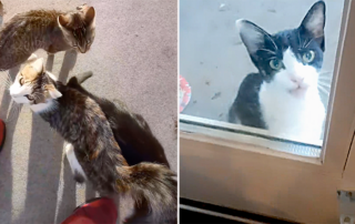 Nick King, Los Angeles, California, Cat Distribution System, Cat Distribution Center, cancel your cat membership, cats keep showing up at home of cat dad, Gwanda, tuxedo cats