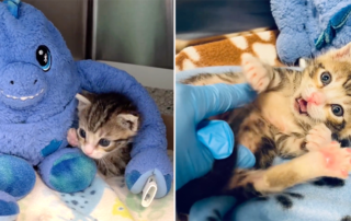 Orchid and Oasis, Los Angeles, Chamberlain the kitten, Chancellor, Chapel, Chartreuse, bottle baby kittens, Los Angeles, Stuffed animal friend for kittens, suckling, preventing suckling in kittens, California, neonatal kittens, neonates