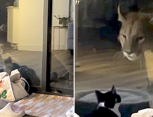 Surprise Reactions When Tiny House Cat Makes ‘Forest Friends’ with Huge Cougar