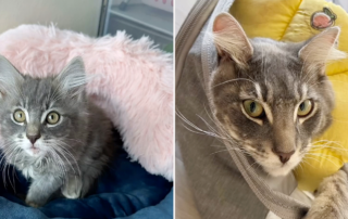 Baby Kiten Rescue, Los Angeles, Pei Kitten Fosterer, Lilfosterbabes, Fiyero, Tripod Kitten, brachial plexus avulsion/injury, acupuncture, Hydrotherapy,