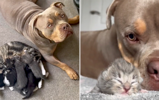 O Pavez and Gunner, Gunner the Stunner, Pit Bull, American XL Bully, Nanny dog, dog cares for litter of kittens, UK, gentle giants, dogs and cats, dogs with kittens, House Hippo