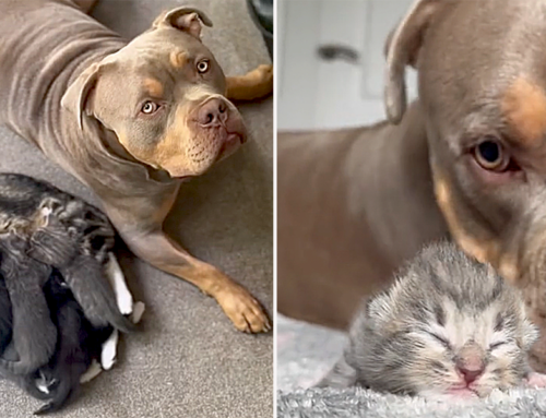 Mama Cat Demanded Gunner the ‘House Hippo’ Remain By Her Side When She Gave Birth