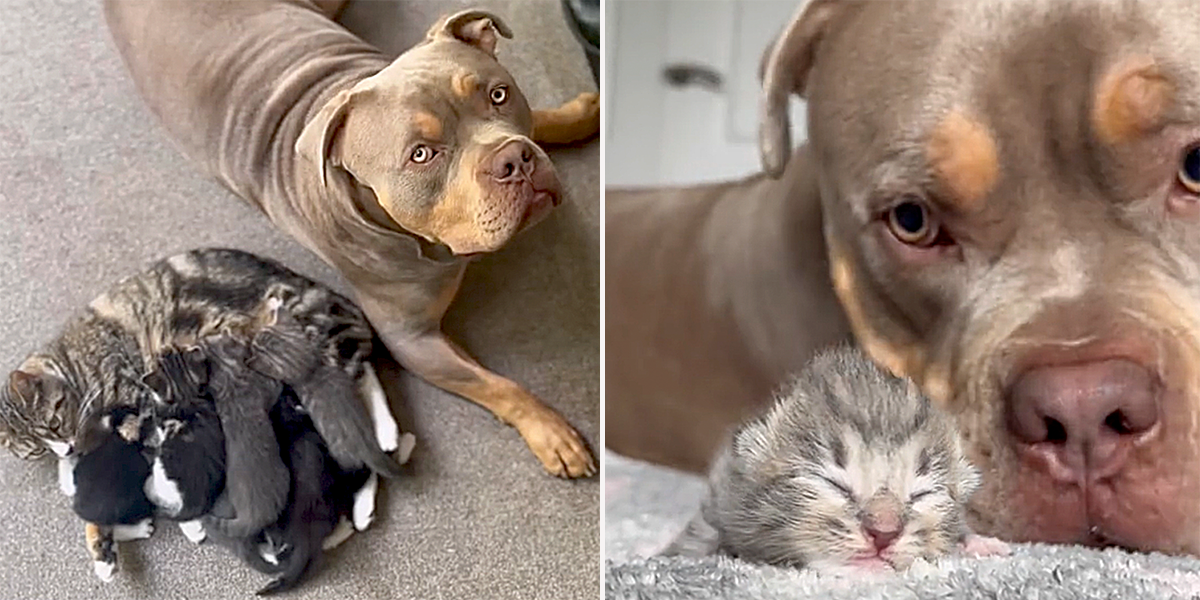 O Pavez and Gunner, Gunner the Stunner, Pit Bull, American XL Bully, Nanny dog, dog cares for litter of kittens, UK, gentle giants, dogs and cats, dogs with kittens, House Hippo