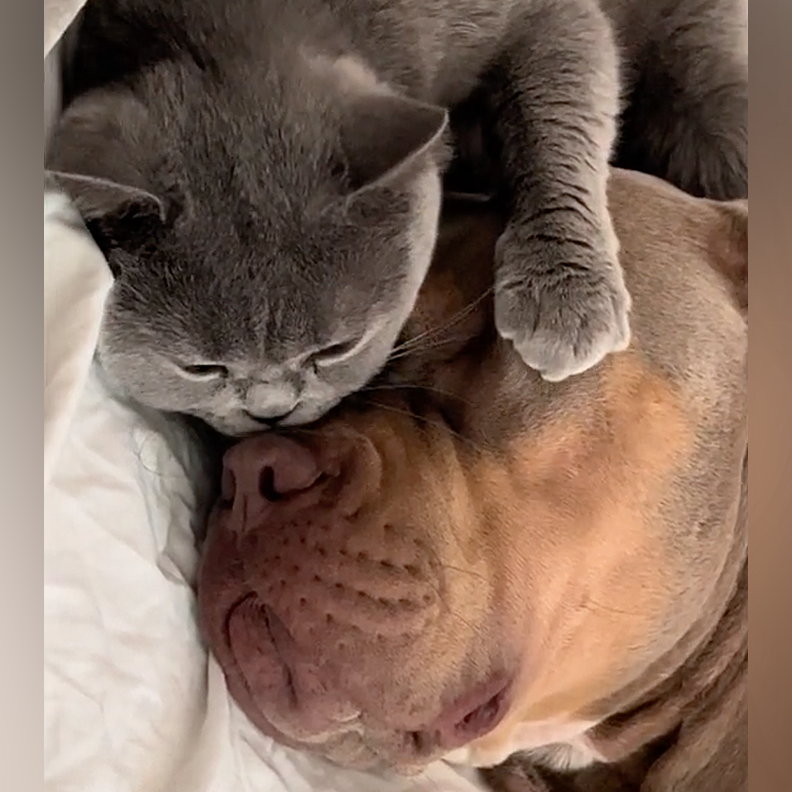 Pit Bull, American XL Bully, Nanny dog, dog cares for litter of kittens, UK, gentle giants, dogs and cats, dogs with kittens, House Hippo, Russian Blue