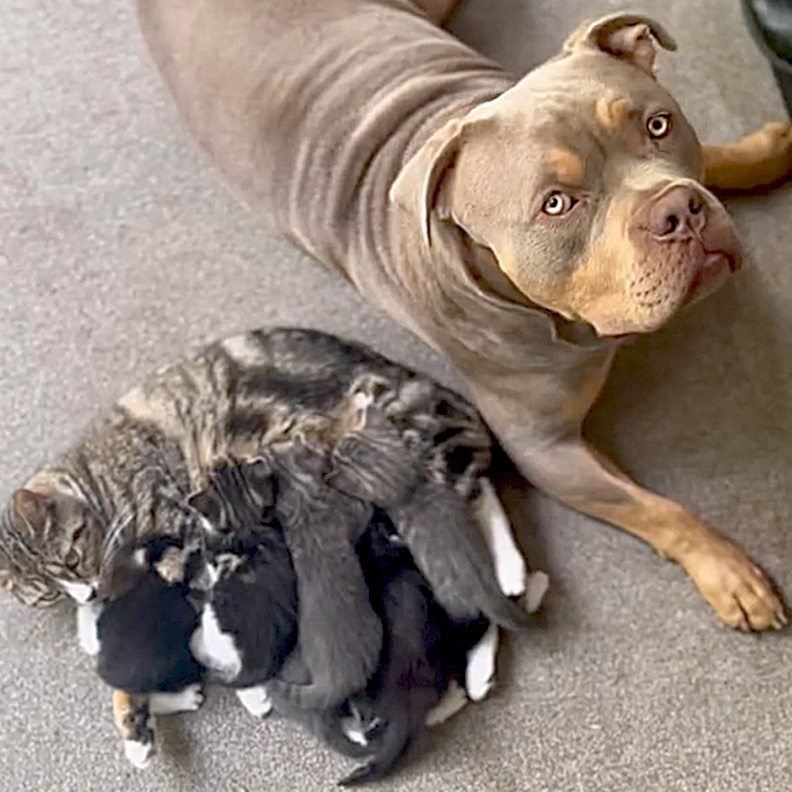 Pit Bull, American XL Bully, Nanny dog, dog cares for litter of kittens, UK, gentle giants, dogs and cats, dogs with kittens, House Hippo, floor 