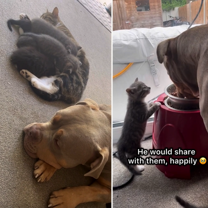 Mama Cat Demanded Gunner the 'House Hippo' Remain By Her Side When She ...