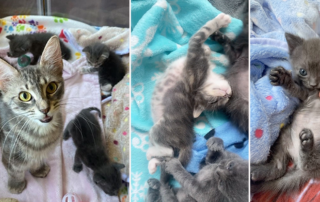 Erin Berger, Animal Rescuer, Houston, Texas, Mama Hadley the kitten has three kittens, Rescued Pets Movement, Pregnant kitten rescued from overcrowded Houston shelter, trio of cute kittens playing, mother stray cat, pregnant mother cat, foster care, fostering