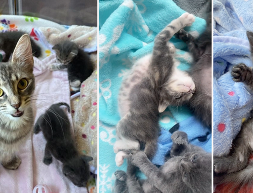 A Tiny Spare Bathroom Gives Mama Hadley and Her Kitten Trio a Chance For the Happiest Life