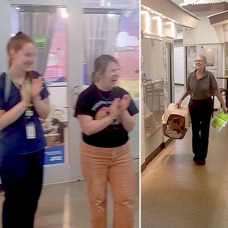 Charleston Animal Society, Jennifer Ravenel, Sam, 11 year microchip reunion, South Carolina, Pick Me! SC, Petco Love Lost, 150th anniversary, side by side pictures, applause from staff as Jennifer walks Sam