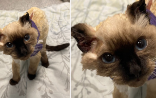 offrey the kitten, Eric Williams, 21, Dayton, Ohio, Humane Society of Dayton, Richmond and Kenwood Avenues, Pit Bull, Montgomery County grand jury, fire, burn victim, The Ohio State University Veterinary Center