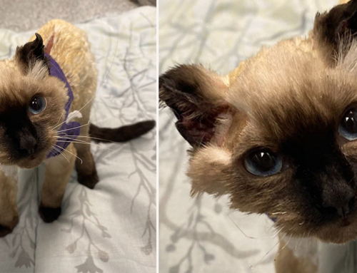 Adorable Joffrey the Kitten is Determined to Survive After Shameful Cruelty