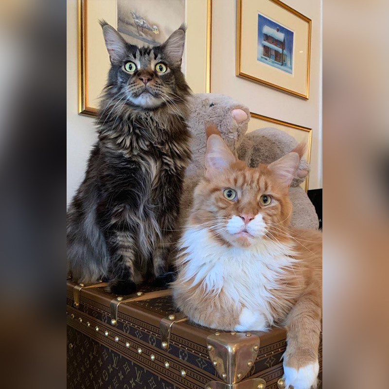 Maine Coons that live with John and Jennifer Cleese