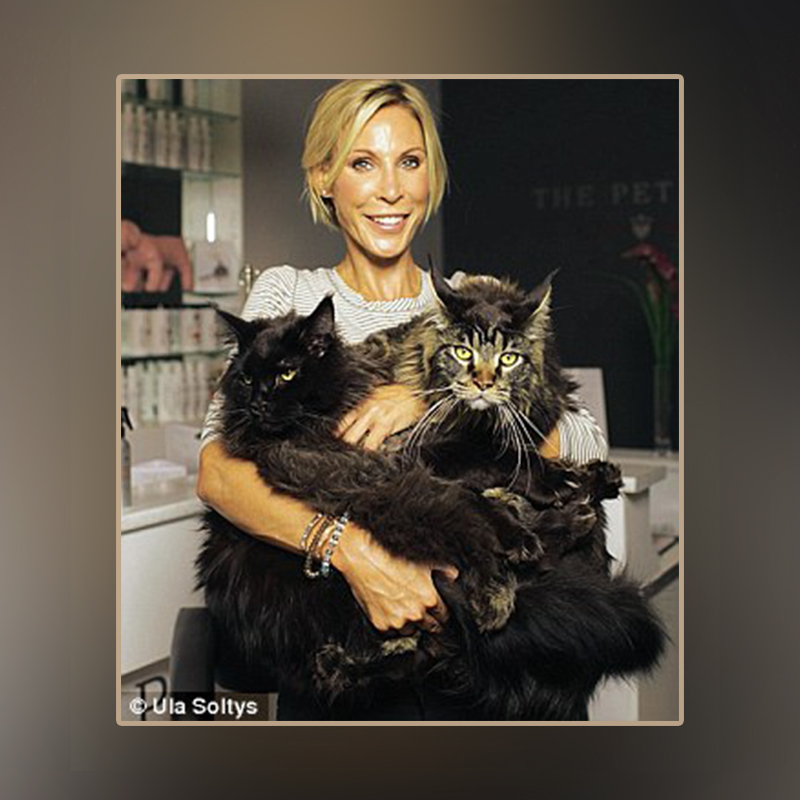 Monty Python, Eric Idle, Michael Palin, Maine Coon cats, Lucky the kitten, Jennifer Wade, Jennifer Fish Taylor Swift, cat ladies, Cat Confessions, Cat Factory, Jennifer at the groomer with her two Maine Coons, Daily Mail