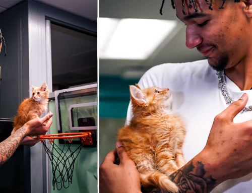 Miami Heat Player Kel’el Ware Adopted an Orange Kitten Lykos and We Melted!