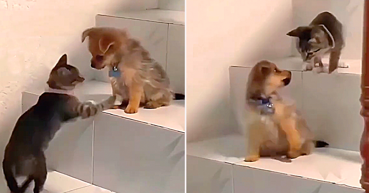 Clever Kitten Teaches Puppy How the Stairs Work In the Cutest Video Cole Marmalade