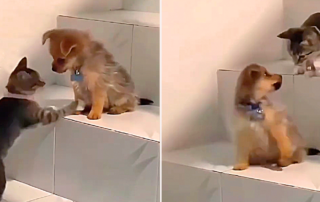 Kitten teaches Puppy, Stairs, Climbing stairs, kitten shows puppy how to use stairs, Kittens shows puppy how stairs work, Tabby kitten with puppy, New puppy learns to climb the stair, stairway, Animal Bond Stories