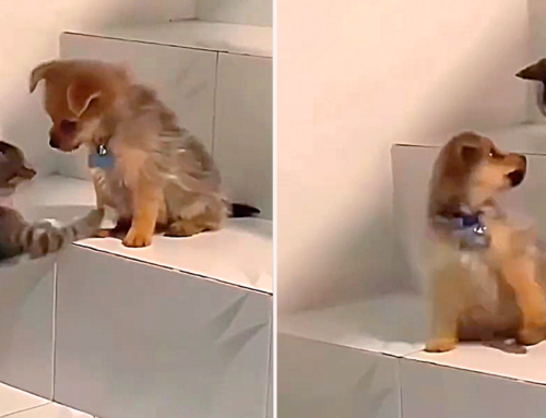 Clever Kitten Teaches Puppy How the Stairs Work In the Cutest Video