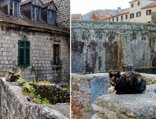 World Traveler Says Kotor, Montenegro, Might Be the ‘Best Cat City in the World’