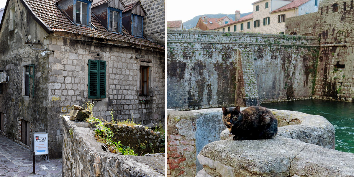 Kotor, Montenegro, Best Cat City, Global traveler Sibu, Go Global with Sibu, travelers, tourists, best cities for cats, cat lovers, Adriatic Sea, Lion of Saint Mark, Roman, Venetian, Cat museum, vending machine to feed cats, world travelers