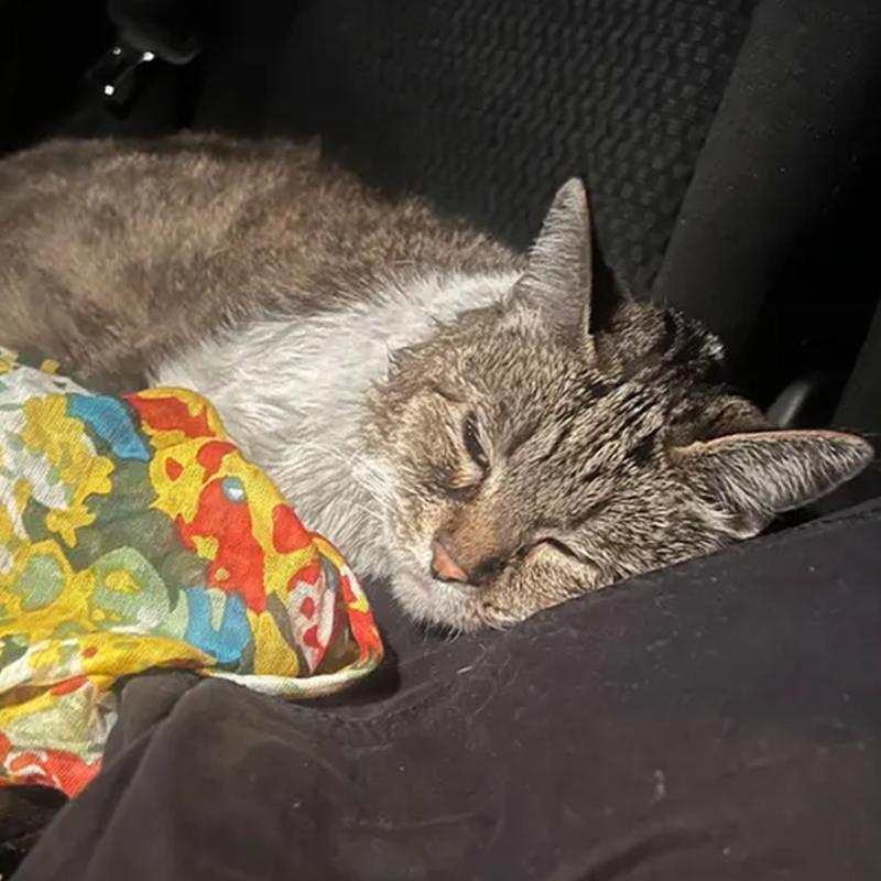 In the car on the way to the vet via Fox 11