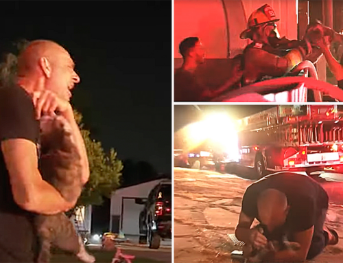 Father is Overcome with Emotions When Firefighters Save His Daughter’s Cat ‘Cheetah’