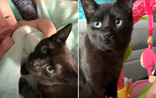 Kelly De Alba, Luna and Kallie, Shelter cat meets baby at shelter, Pierce County Animal Shelter, Washington, Oregon, black kitten bonds with human baby, Black cat loves baby, Black cat in baby nursery