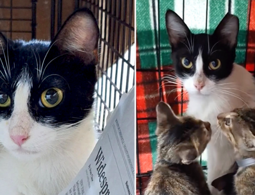 Mama Cat Reunion with Her Four Cute Nuggets Brings Happy Feelings All-Around