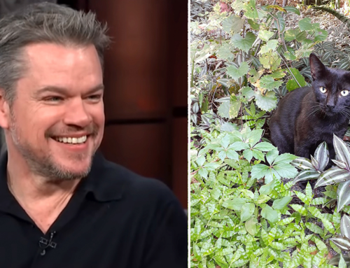 Matt Damon’s Tough ‘Jungle Cat’ from Costa Rica and How He Beat Cancer