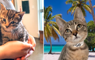 Paradise the kitten, Dutchess County SPCA,