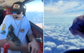 Nick Reyzin, Pilots N Paws, Seminole, Florida, Nick Raisin, Pilot flies kittens, 64 Piper Comanche 250, rescued kittens, airplane, kittens in the skies, transporting rescued animals, volunteer pilots