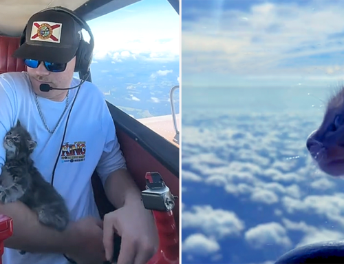 Volunteer Pilot Takes to the Skies To Save the Cutest Kitten Passengers