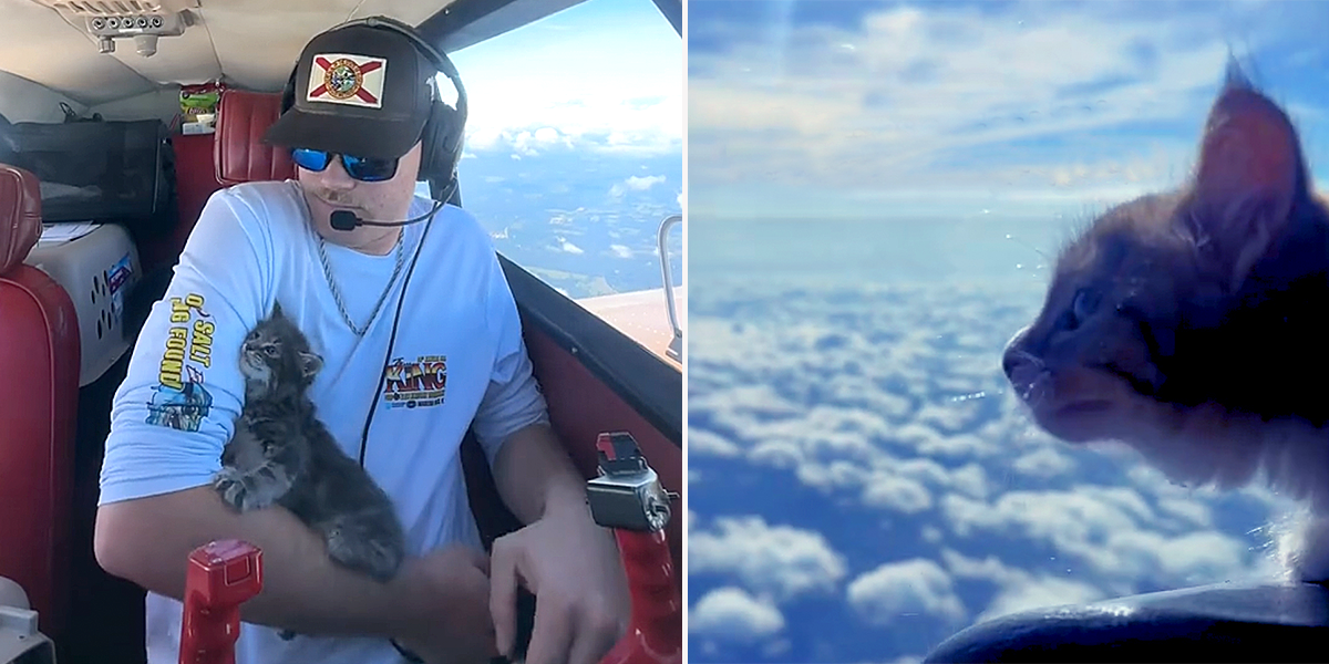 Nick Reyzin, Pilots N Paws, Seminole, Florida, Nick Raisin, Pilot flies kittens, 64 Piper Comanche 250, rescued kittens, airplane, kittens in the skies, transporting rescued animals, volunteer pilots