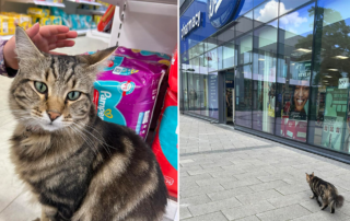 Boots Pharmacy, Puss Banned from Boots, Willow the Cat, Didcot, Oxfordshire, Orchard Shopping Centre, Sainsbury's garage, The Adventures of Willow from Didcot, community cat,