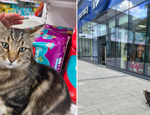 An Adored UK Puss is Banned from Boots, Or Is He?