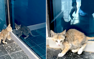 Valeria, LESS DRAMA Sportswear, Dubai, kitten rescue on Dubai streets, Melissa the Persian cat, UAE, United Arab Emirates, stray cats and dogs in Dubai, Sammy the kitten