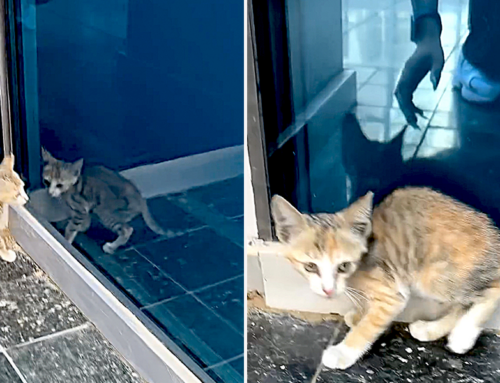 Woman ‘Manifested’ a Kitten After Slowing Down Her Car on a Busy Dubai Street