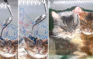 Sanddevotion, Chie, Artist, Cat potraits, pet portraits in sand, sand art, Redondo Beach, California, Sand Devotion,