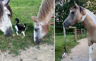 Stargazer and Nora, Onaqui mustangs from Utah, Melissa Tritinger, Deputy Director of American Wild Horse Conservation, Kitten named Turnip, Horses and rescued kitten, farm, horses, mustangs, Pinto, BLM