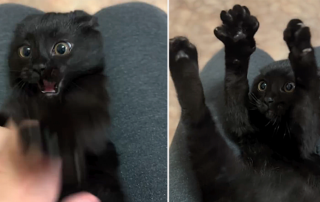 Nikolay Palii, Busya the black kitten, Stick 'Em Up game with kitten, Freeze game, black kitten plays with dad, Cole and Marmalade, Playful kitten game, Baby Cole plays Stick 'Em Up, cute kittens