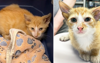 Mt. Juliet, Tennessee, True Rescue, Audio, kitten with four ears, Executive Director Amy Simcik, Kristin Condite, director of operations, genetic mutation, Midas the four-eared cat from Turkey