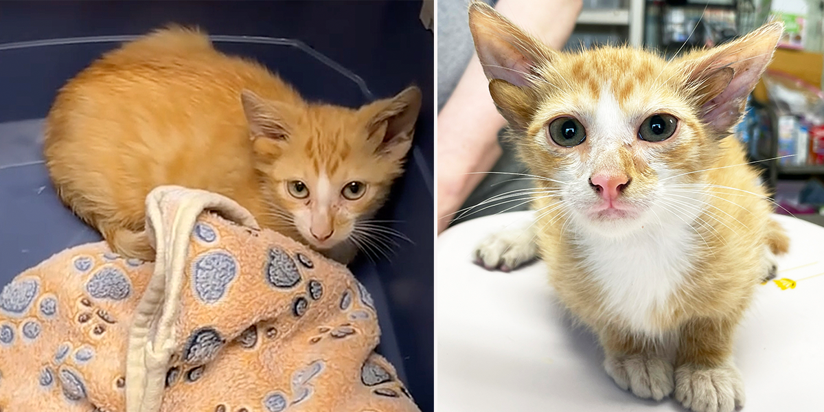 Mt. Juliet, Tennessee, True Rescue, Audio, kitten with four ears, Executive Director Amy Simcik, Kristin Condite, director of operations, genetic mutation, Midas the four-eared cat from Turkey