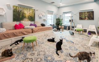 Whiskers Workspace, Diane Emery, Cat co-working space, cat cafe for working professionals, St. Petersburg, Florida, CJ Paws rescue,