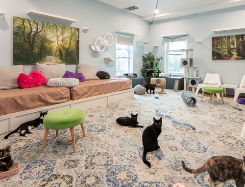 The Future of ‘Cat Co-Working Spaces’ is Here MEOW in St. Petersburg!