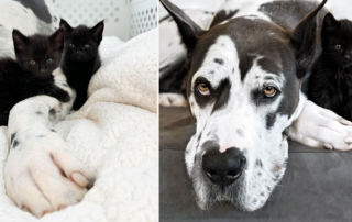 Kansas City, Kansas, Winnie, Great Dane, foster mom for kittens, Danes And Things, Bonnie, Nanny dog, black kittens, black cats