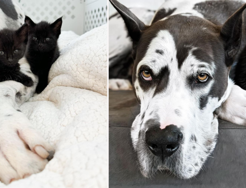 Once Aggressive Great Dane Blows Away Family When She Gently Mothers Foster Kittens