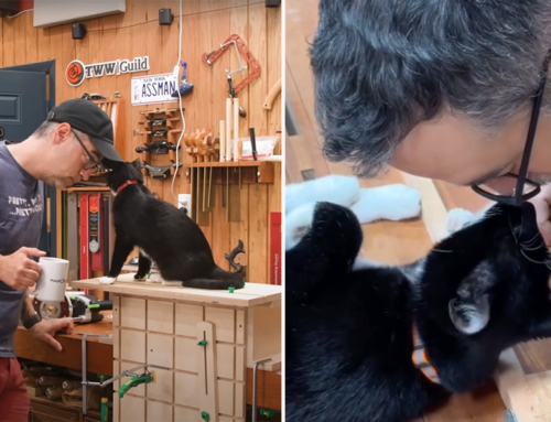 Woodworker’s Feline Meowtivational Assistant Is Always Ready to Lend a Paw